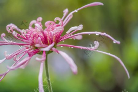 雨后粉色菊花图片