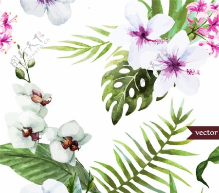 白色扶桑花和蝴蝶兰矢量图