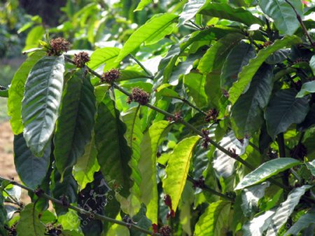 种植的咖啡果实