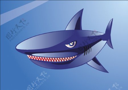 鲨鱼矢量1
