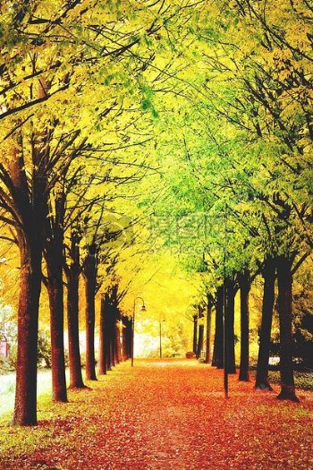 艺术秋季秋季亮相公园树木叶子丰富多彩光明巧妙