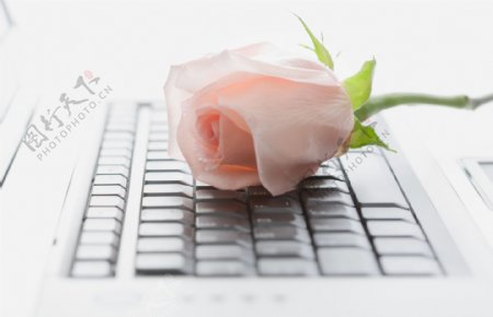 键盘上的粉色玫瑰图片