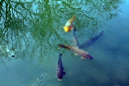 高清水池锦鲤鱼图片