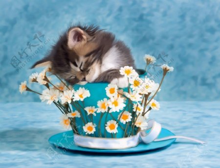 花盆里的小猫