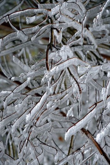 挂满冰霜的树枝