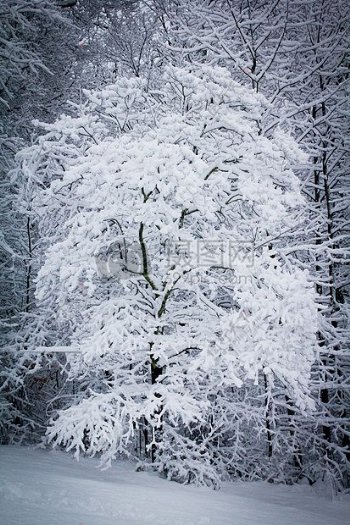 暴雪覆盖的树木