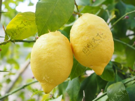 热带水果柠檬
