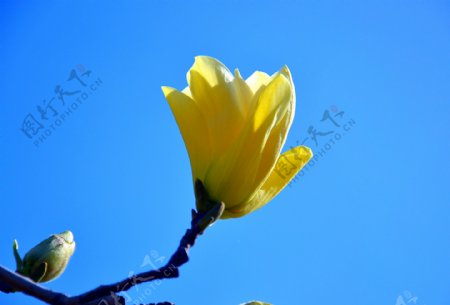 高清黄色玉兰花图片