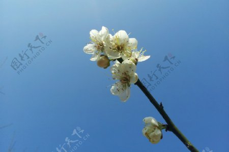 唯美白色梅花图片