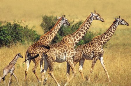 长颈鹿高清图片素材