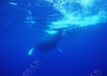 海底里的鲸鱼