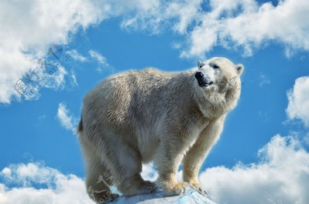 站在石头上的北极熊