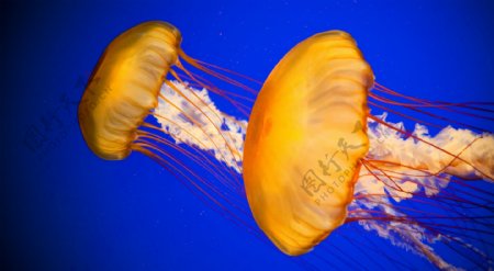 大西洋海荨麻水母