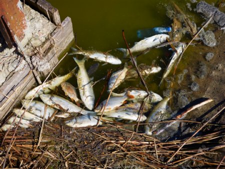 污染的水源与死鱼图片