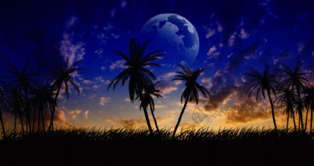 月球和椰子树图片