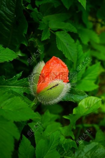 绿叶中的一朵红花