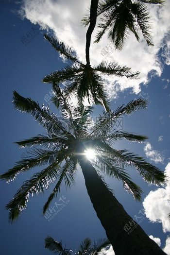阳光下的棕榈树