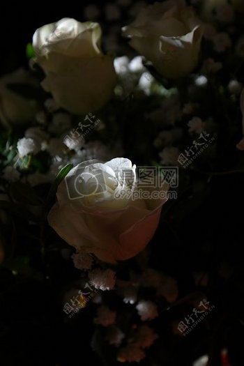 夜晚的白色玫瑰花
