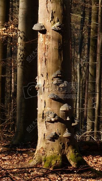 森林树蘑菇树菌自然日志树上的蘑菇