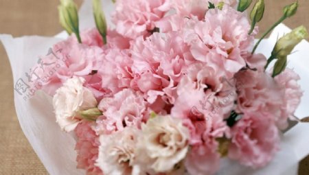 粉色康乃馨花束图片