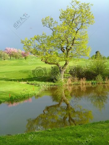 高尔夫球场体育水反射树绿色罗莎鲜花蓝色天空