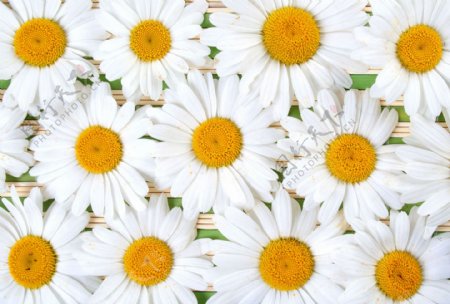 白色雏菊背景图片