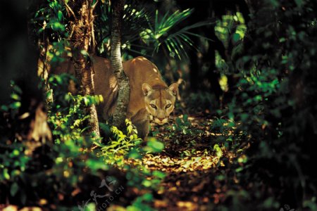 树林美洲狮摄影图片