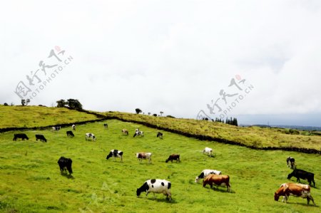牧场奶牛群图片