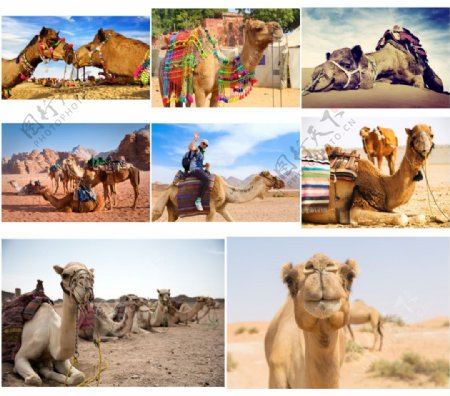 沙漠里骆驼