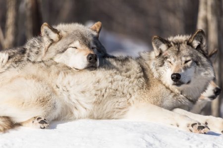 雪山里的狼动物高清图片