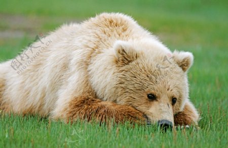 趴在草地上的熊