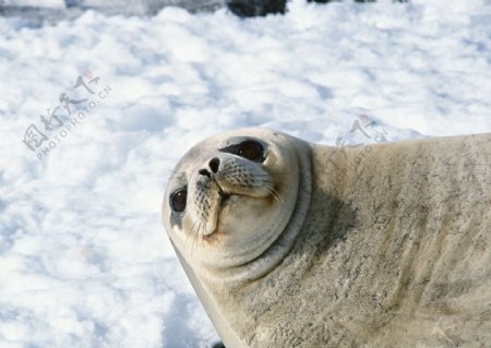 雪地上的海狮