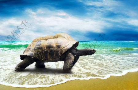 海边沙滩海龟