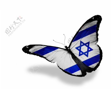 以色列国旗图案蝴蝶