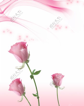 粉红玫瑰180x230