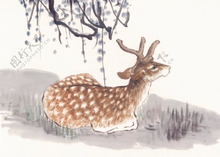 鹿动物画国画0085