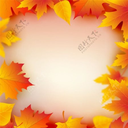 秋天树叶背景边框图片