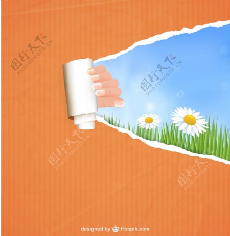 撕纸的手和雏菊的背景
