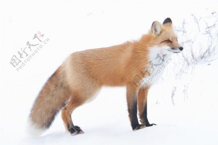 在雪2红狐狸