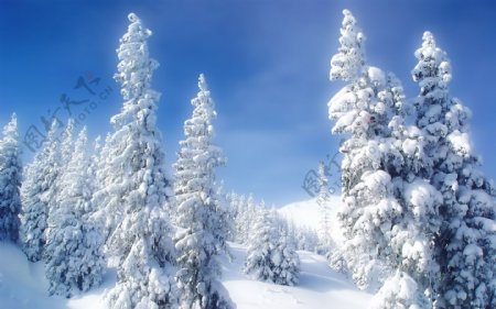 圣诞节冬季雪景