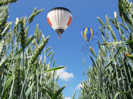 麦穗上方飞翔的热气球
