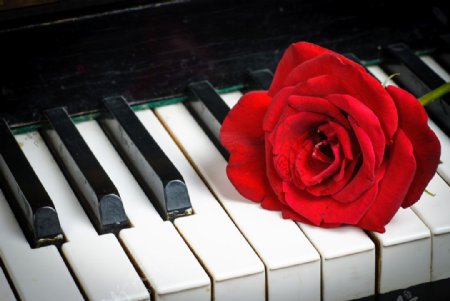 钢琴上的一朵玫瑰花图片