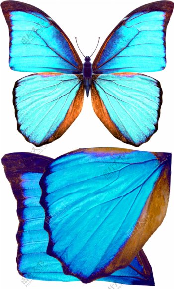蓝色蝴蝶简单分层源文件