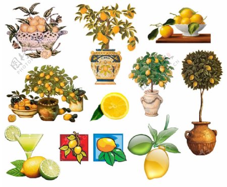盆栽柠檬树和柠檬汁图片