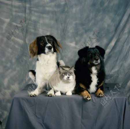 桌子上的猫和狗