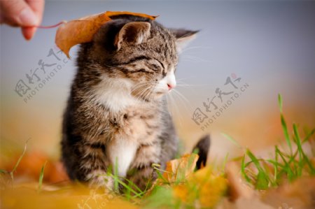 小猫与树叶