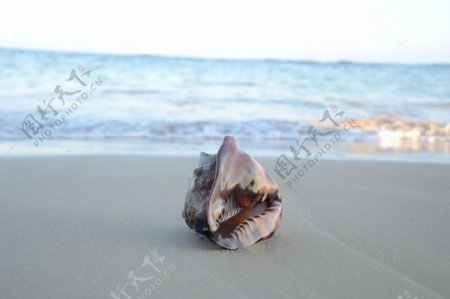 唯美沙滩上的海螺图片