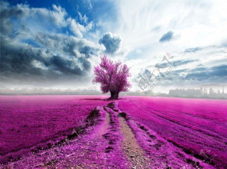紫色树木草木图片