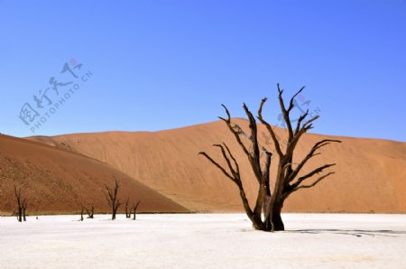 唯美沙漠枯树风景图片