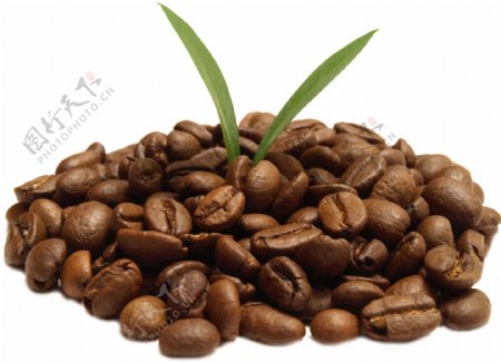 绿色植物和咖啡豆图片